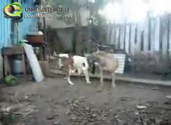 Video :Dogs having sex in the backyard got filmed