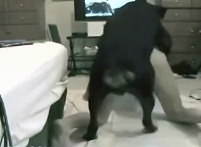 Video :Homemade dog sex with webcam slut and her pet