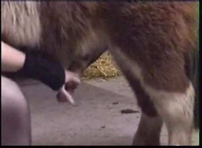 Video :Beastie gal getting fucked and pounded by a furry dog