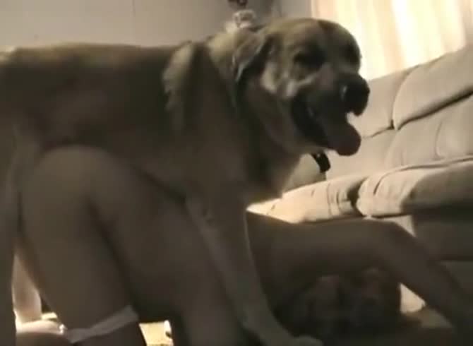 Video: Sexy petite teen got fucked in doggystyle position by dog