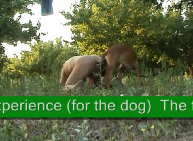 Video :Big dog dick knotted to a sexy whore's pussy in outdoor animal sex