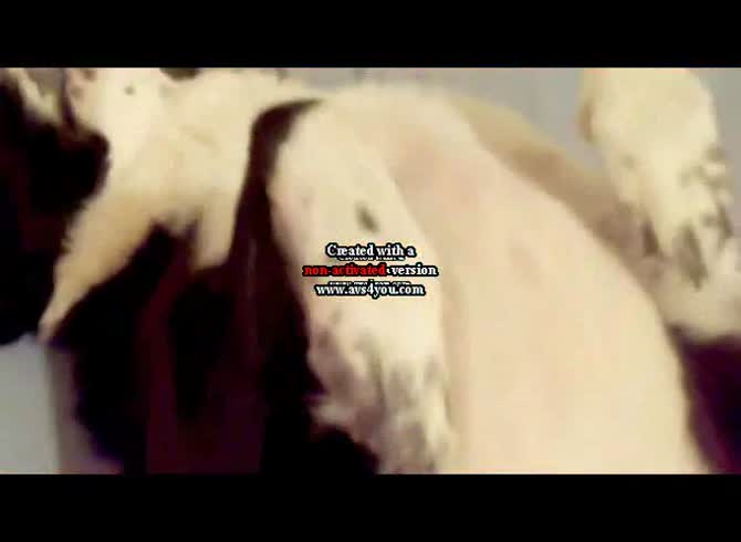 Video :Amateur dog anal sex with gay banging a dog's anus