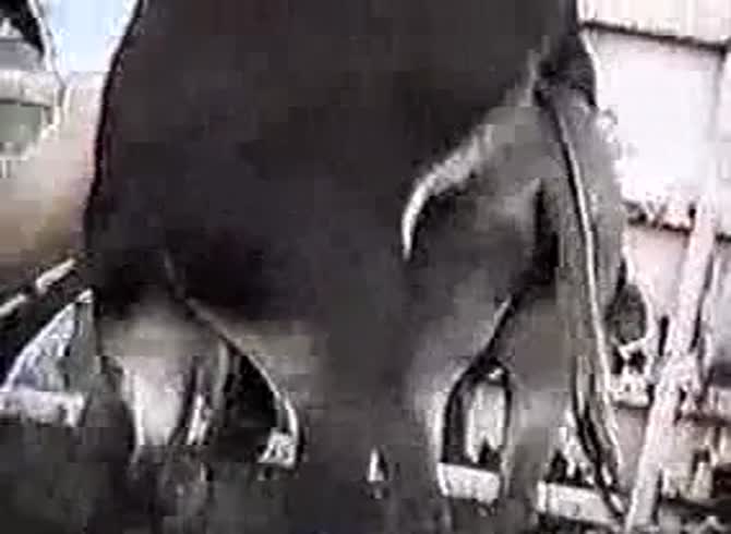 Video :Farm sex with cow fucking a farmer's anus