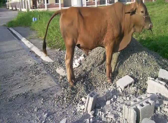 Video: Cow with huge cock getting filmed in animal porn