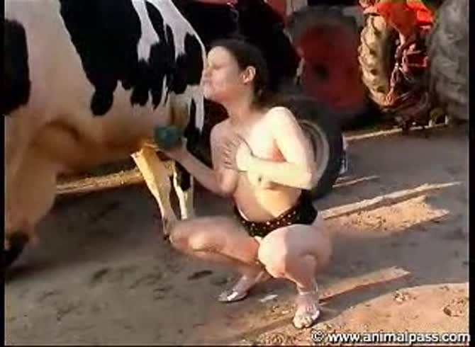Video: Slut pouring cow milk all over her body and sucking cow tits and dick in animal porno