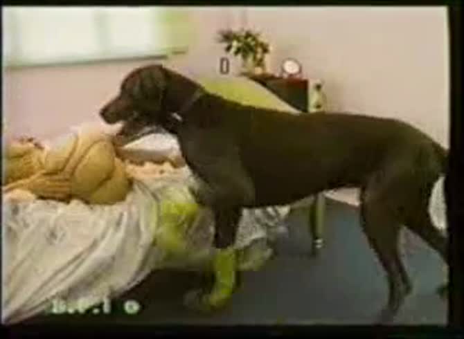 Video: Beastiality compilation video of young girls having sex with dogs
