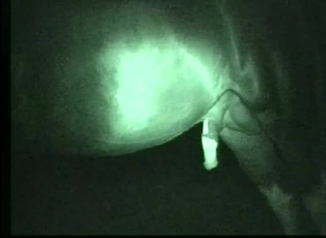 Video :Erected horse dick getting filmed late at night