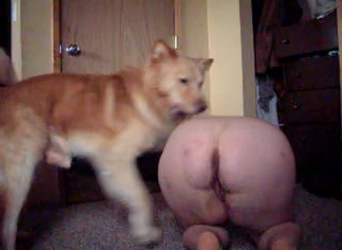 Video :Dog fucking a big ass granny in pet porn