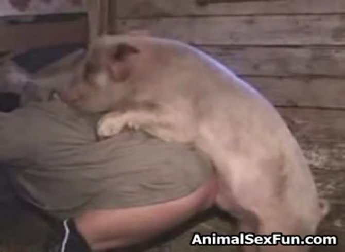 Video: Pig porn with naughty girl visits the farm to have sex with pig