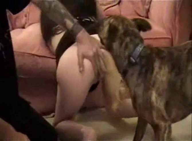 Video :Hot animal porno of dog fucking a sexy girl on the couch
