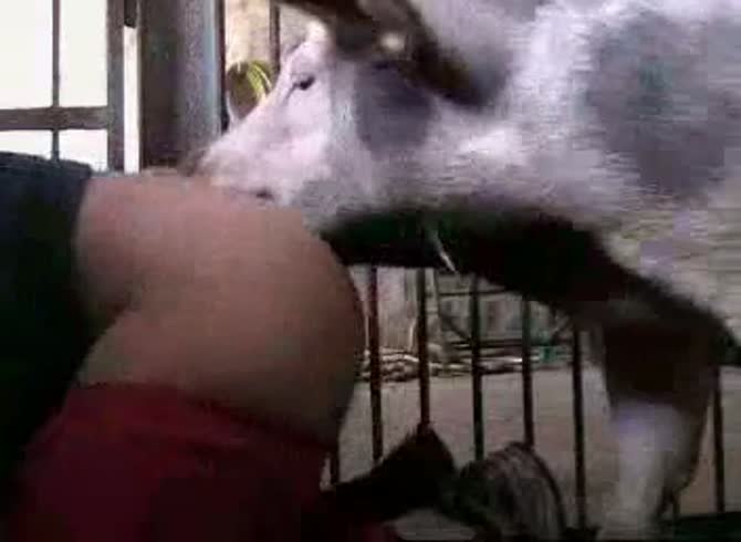 Video: Animal sex video of dog eating the pussy of girl before sex