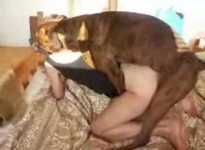 Video :Dog dick got sucked by teen beastiality lover before sex
