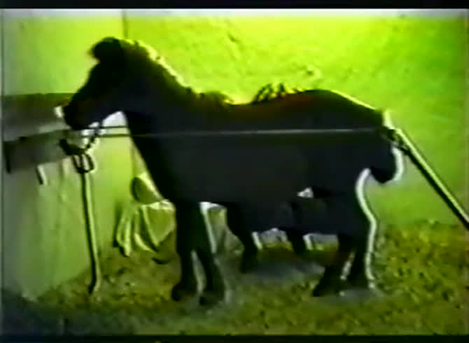 Video :Big horse dick wrecking the pussy of nasty whore