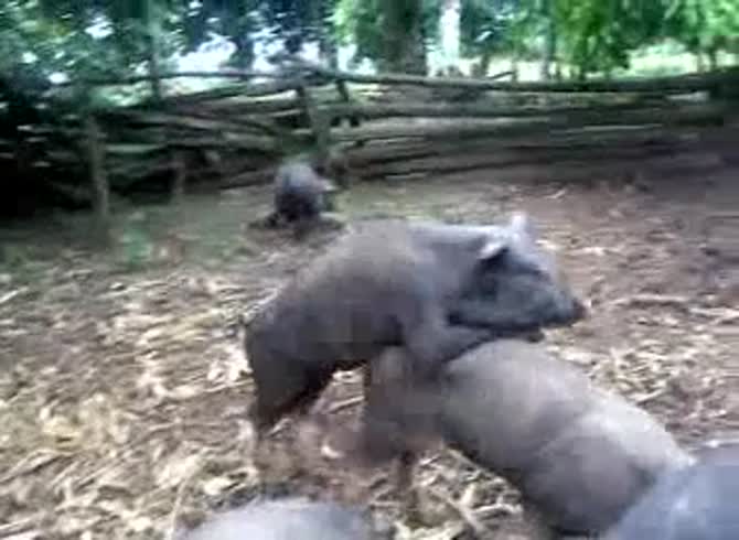 Video :Pig porn of farm pigs having sex