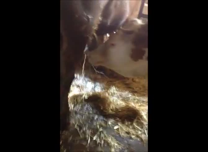 Video :Horse dick releasing orgasm in animal porno