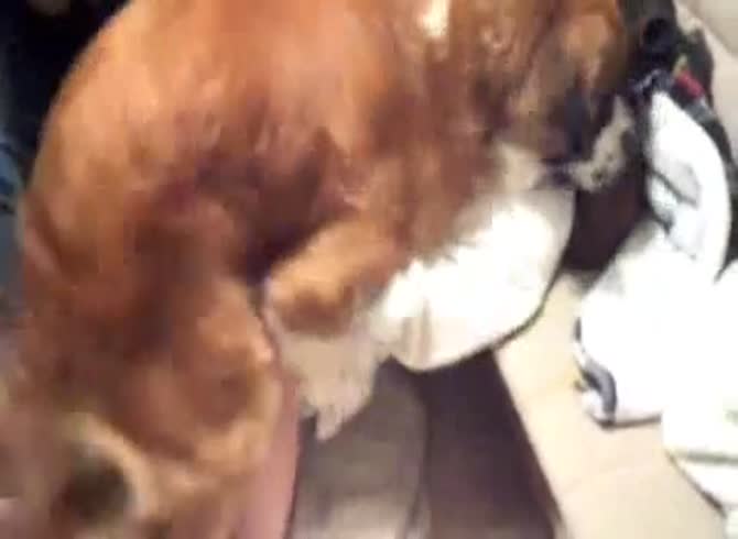 Video: Brown dog hard fucking a naughty beastiality lover from behind