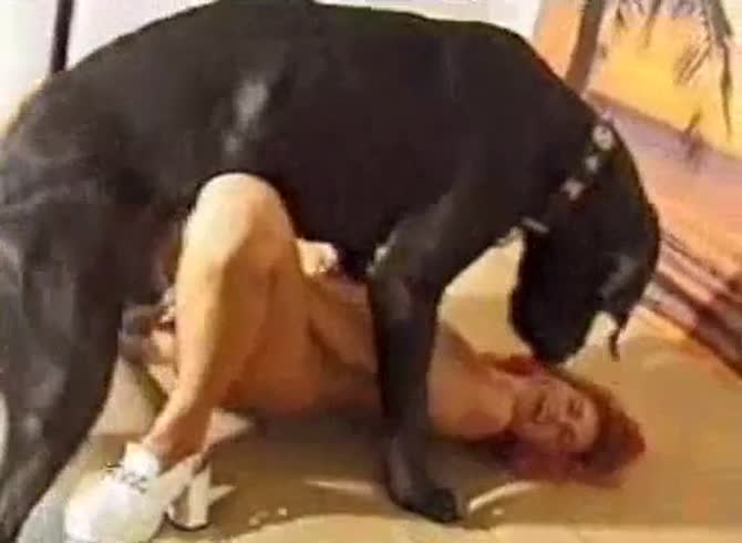 Video :Black dog wrecking a sexy matured lady's wet zoopussy
