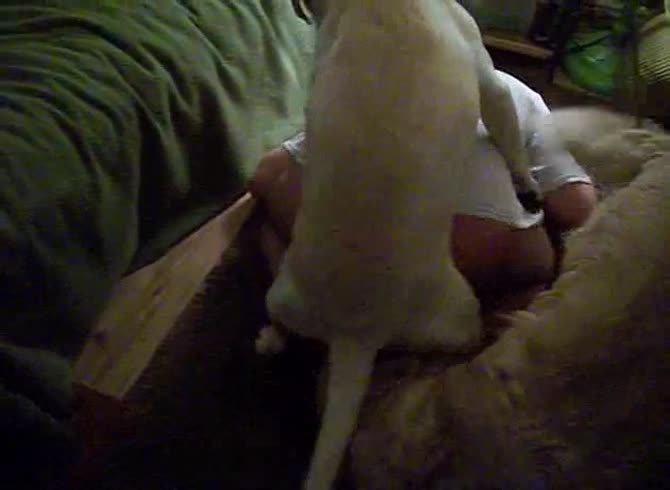 Video :Gay animal anal sex with dog hard fucking gay's anus