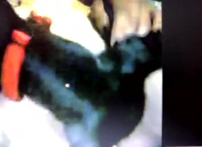 Video :Lady getting her pussy eaten by dog in homemade dog sex