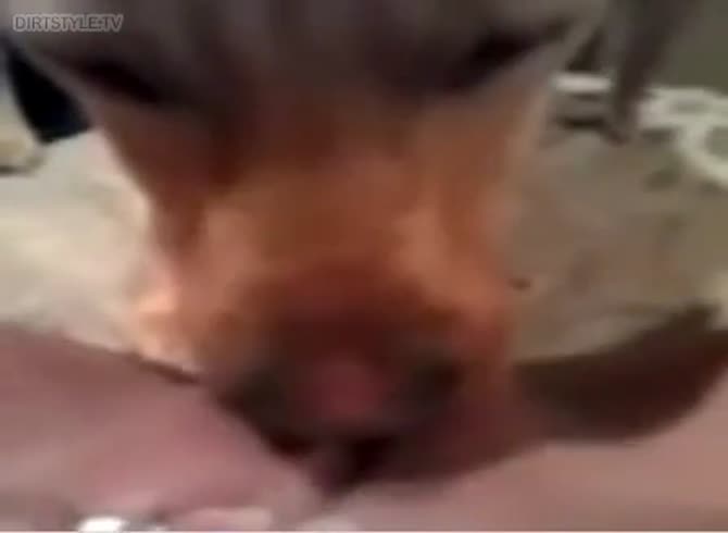 Video :Dog eating the pussy of beastie gal until she cum