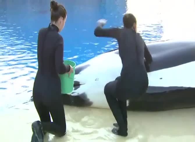 Video :Dolphin porn of girls working on dolphin's body