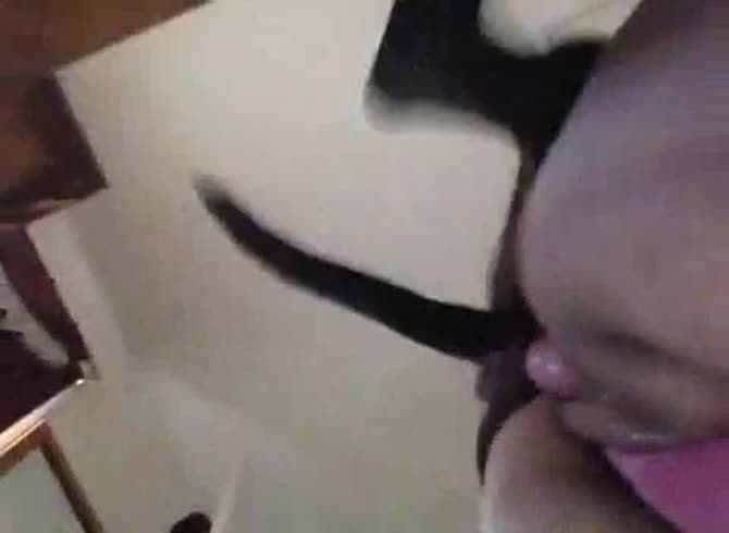Video :Black dog fucking amateur beastiality lover from behind
