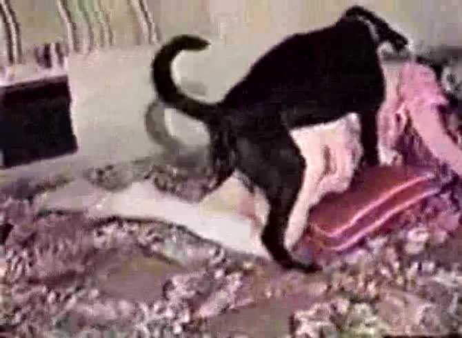 Video :Black dog hard fucking a sexy curvy chick from behind
