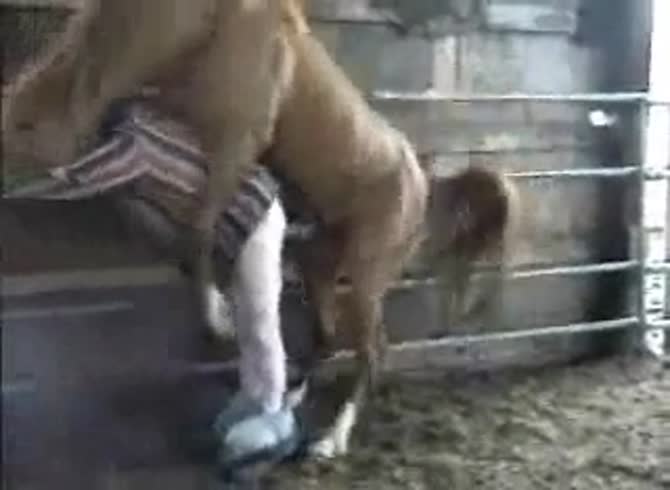 Video :Big horse dick destroying a gay's anus in anal sex