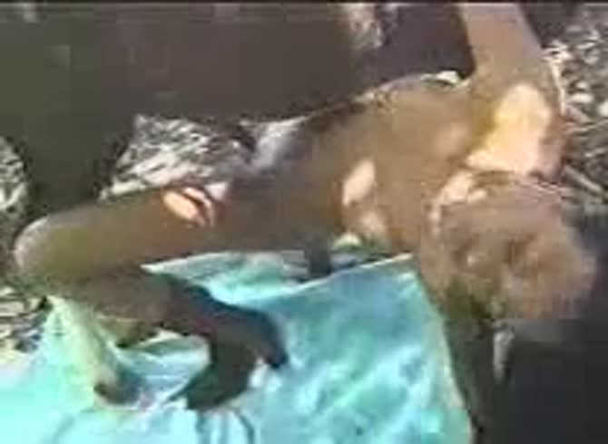 Video :Horse dick got inserted to ebony girl's pussy