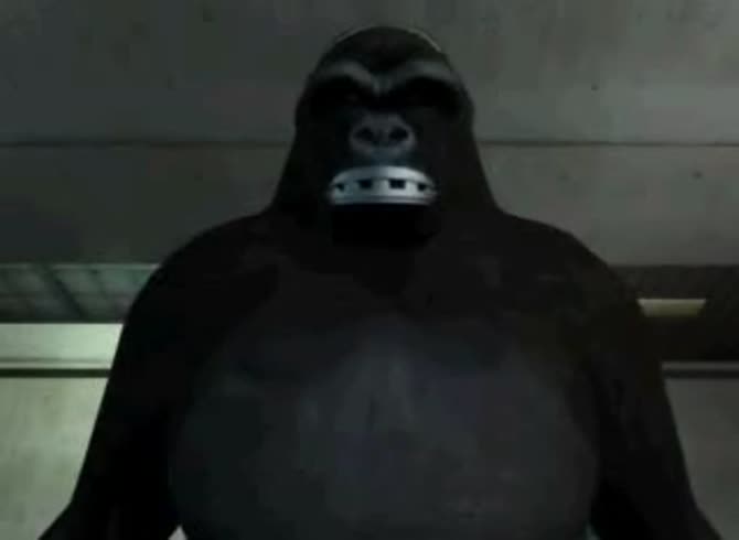 Video: Silverback gorilla ready to fuck in animal xxx