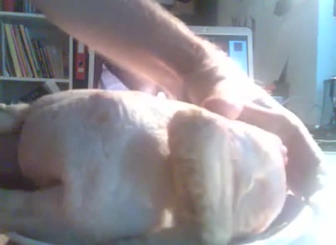 Video :Gay beastiality lover fucking skinned chicken meat