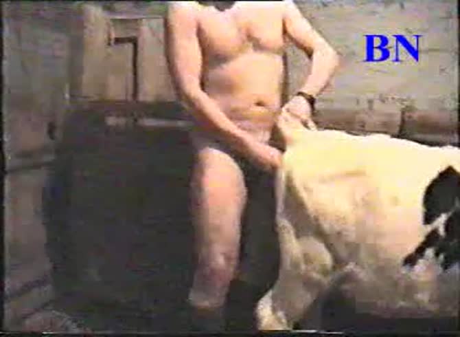 Video :Cow getting fucked in the ass by gay beastiality lover
