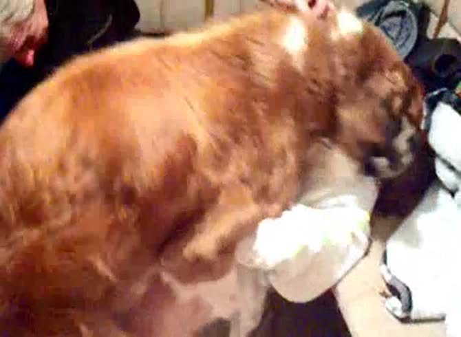 Video :Brown dog hard fucking a nasty bitch in animal porno