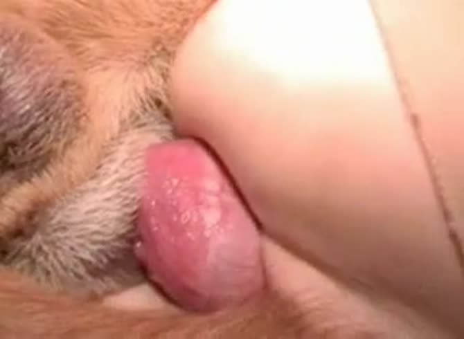 Video :Erected dog dick going inside a sexy lady's pussy