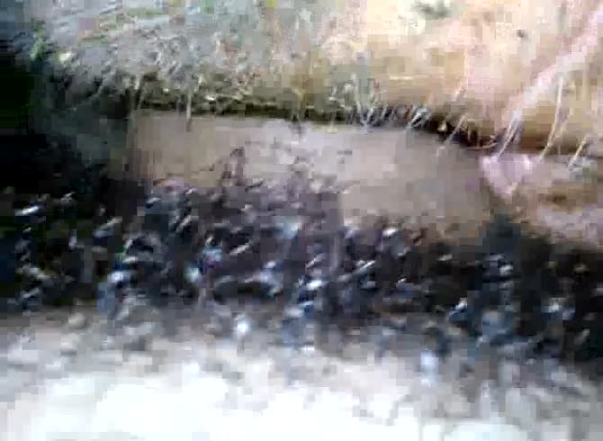 Video :Gay beastiality porn with gay fucking a horse in the ass