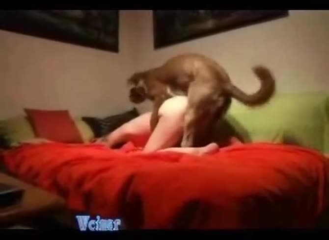 Video :Brown dog hard fucking a sexy curvy girl on the couch