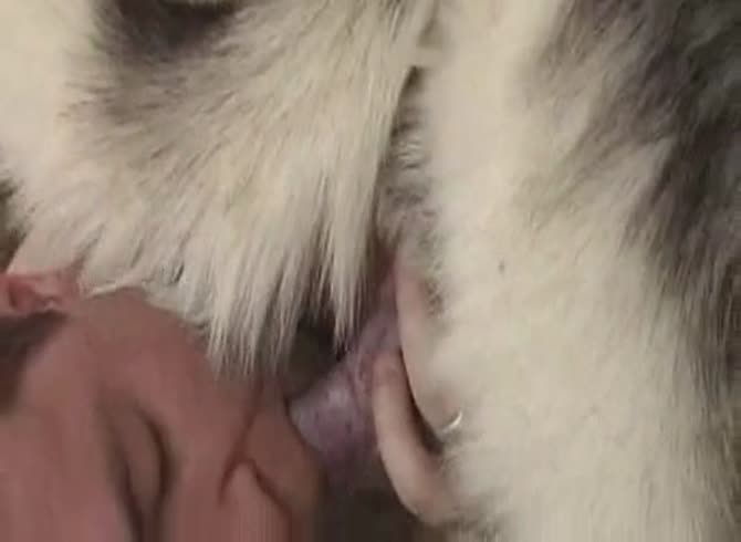Video :Kinky lady sucking a big husky dog xxx dick