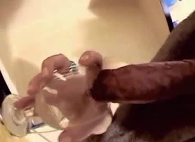 Video: Dog semen getting collected after dog orgasm