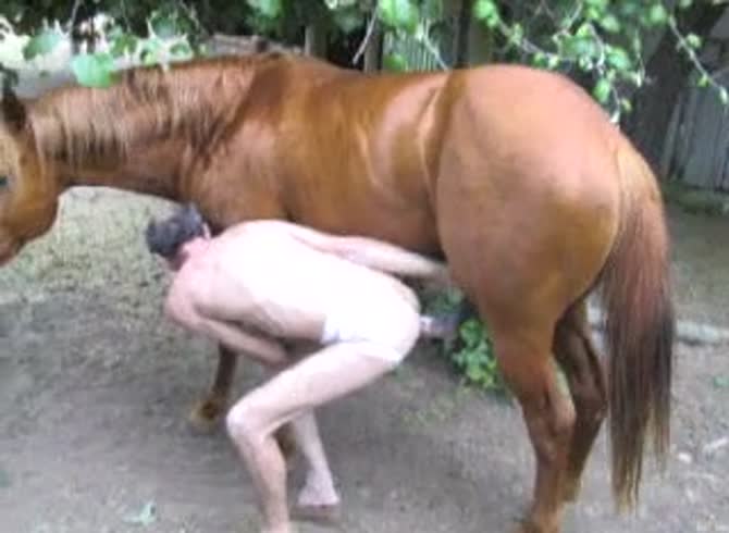 Video :Balding gay having horse anal sex in the farm