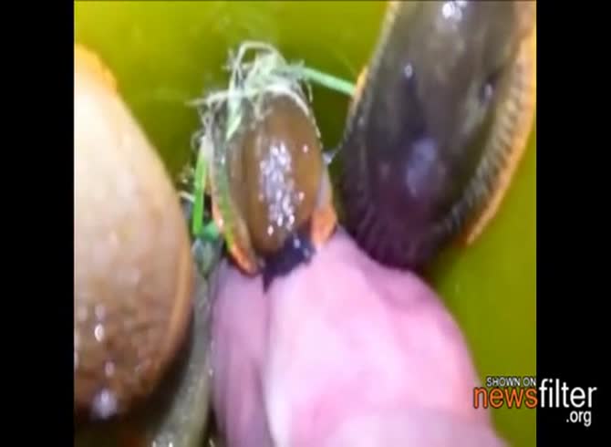 Video :Worms and insects all over a beastie gal dude's dick