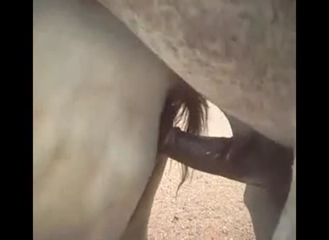 Video: Horses having sex in the farm got filmed