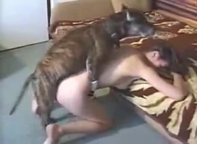 Video: Dog anal sex with sexy girl getting banged by dog