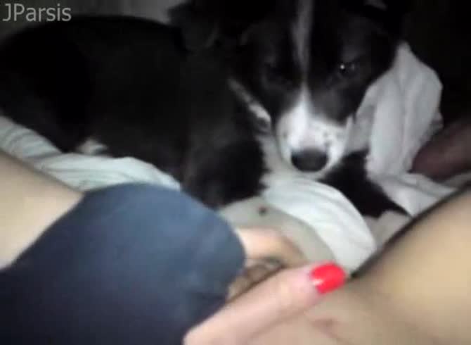 Video :Alyzoo - Cute dog eating the pussy of slut in pet porn