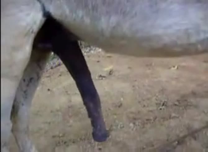 Video: Gigantic horse dick got filmed on camera