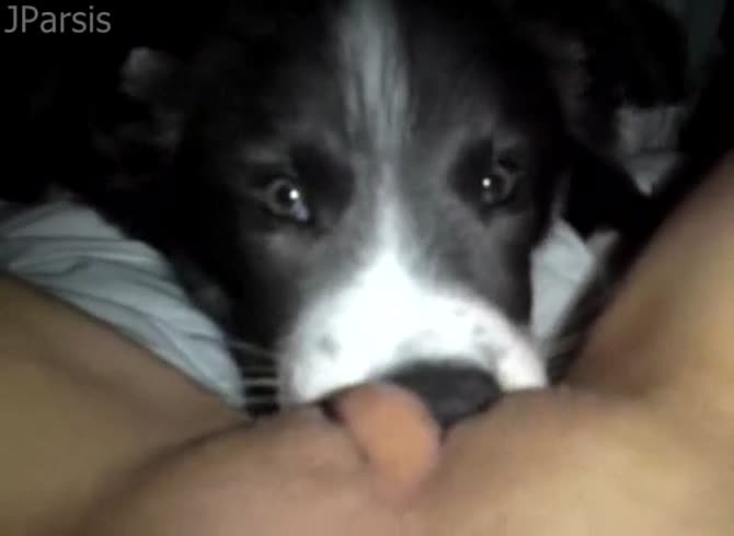 Video: Alyzoo - Dog eating and licking the zoopussy of kinky lady