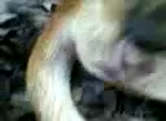 Video :Animal sex video of dog getting fucked by gay