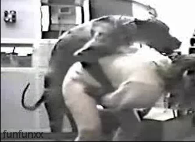 Video :Hot dog sex with curvy beastie gal in her kitchen