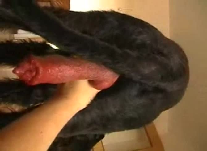 Video :Black dog with erected big dog dick getting jacked off