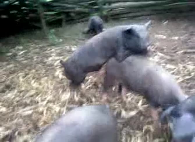 Video :Pig porn with pigs having sex in the farm