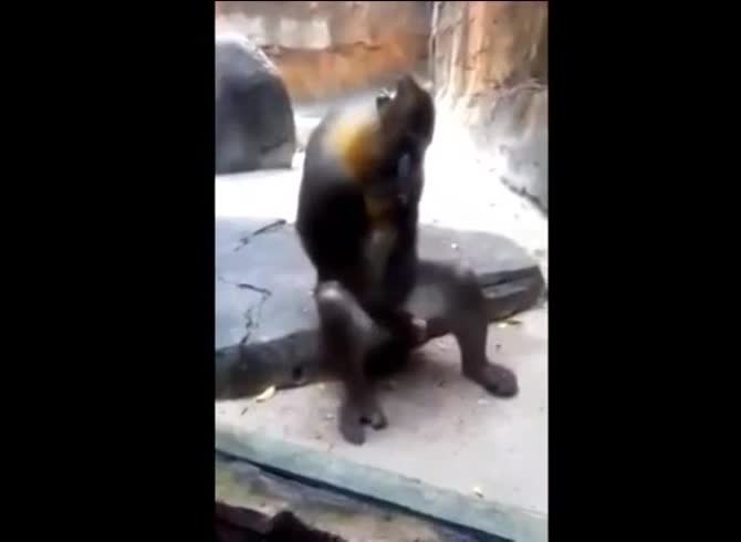 Video :Monkey porn with animal playing with his dick